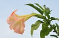 Datura (angel trumpet) flower Royalty Free Stock Photo