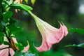 Datura (angel trumpet) flower Royalty Free Stock Photo