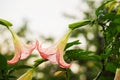 Datura (angel trumpet) flower