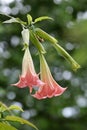 Datura Brugmansia Royalty Free Stock Photo