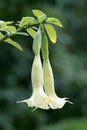 Datura Brugmansia Royalty Free Stock Photo