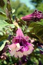 Datura Cornucopia Flowers