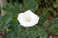 Datura or Devils trumpet poisonous flowering plant with large trumpet shaped open white flower surrounded with closed flower buds