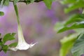 Datura flower Royalty Free Stock Photo