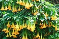 Datura flower