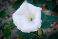 Datura Flower Royalty Free Stock Photo