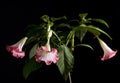 Datura flower