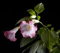 Datura flower