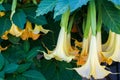 Datura flower. brugmansia swingtime Dope flowers hanging from a branch