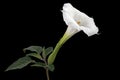 Datura flower, dope, stramonium, thorn-apple, jimsonweed, isolated on black background