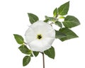 Datura flower, dope, stramonium, thorn-apple, jimsonweed, isolated on white background Royalty Free Stock Photo