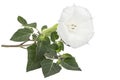 Datura flower, dope, stramonium, thorn-apple, jimsonweed, isolated on white background Royalty Free Stock Photo