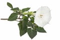 Datura flower, dope, stramonium, thorn-apple, jimsonweed, isolated on white background