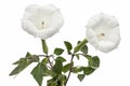 Datura flower, dope, stramonium, thorn-apple, jimsonweed, isolated on white background Royalty Free Stock Photo