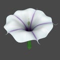 Datura flower