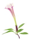 Datura flower Royalty Free Stock Photo