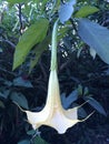 Datura Flower