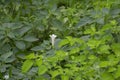 Datura innoxia   Datura, Pricklyburr, Recurved thorn-apple, Downy thorn-apple Flowers Royalty Free Stock Photo