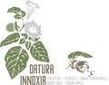 Datura innoxia flower silhouette in color image vector illustration