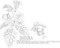 Datura innoxia flowers and fruits contour vector illustration Royalty Free Stock Photo