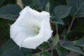 Datura innoxia - white flower from United States, Central and South America. The moonflower with green leaves outdoors. Floral Royalty Free Stock Photo