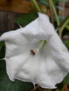 White Moonflower with Water Drops and Bee