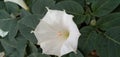 Datura metel | Datura innoxia Mill Royalty Free Stock Photo