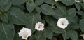 Datura metel || Datura innoxia Mill white flower Royalty Free Stock Photo