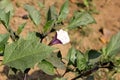 Datura metel, Devil's trumpet Royalty Free Stock Photo