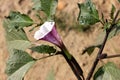 Datura metel, Devil's trumpet Royalty Free Stock Photo