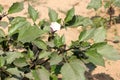 Datura metel, Devil's trumpet Royalty Free Stock Photo