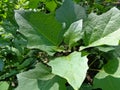 Datura metel L. Datura metel var. Fastuosa L. Saff. Flowers. thorn apple