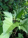 Datura metel L. Datura metel var. Fastuosa L. Saff. Flowers. thorn apple