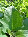 Datura metel L. Datura metel var. Fastuosa L. Saff. Flowers. thorn apple