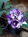 Datura metel  linnaeus Royalty Free Stock Photo