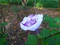 Datura metel rare medicinal plant Royalty Free Stock Photo