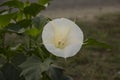 Datura metel. white flower. kecubung Royalty Free Stock Photo