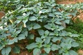 Datura metel Thorn apple plants with flower