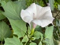 Angelâs trumpet or Datura metel