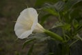 Datura metel. white flower. kecubung Royalty Free Stock Photo