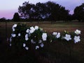 Moonflower blossoms, datura, Iponmoea alba at sunset Royalty Free Stock Photo