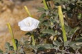 A Datura Bush