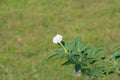 Datura or Pricklyburr or Recurved thorn-apple or Downy thorn-apple Datura innoxia Royalty Free Stock Photo