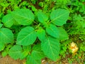 Datura Safed Dhatura Prickly Burr Recurved Thorn Apple Downy Thorn Apple Indian Apple Angels Trumpe Royalty Free Stock Photo