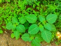 Datura Safed Dhatura Prickly Burr Recurved Thorn Apple Downy Thorn Apple Indian Apple Angels Trumpe Royalty Free Stock Photo