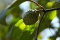 Datura seed pod closeup. Thorn apple. Jimson weed.