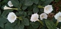 Datura stramonium | Datura wrightii Regel  white flower useful tropical plant Royalty Free Stock Photo