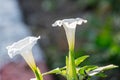 A Datura Stramonium flower Royalty Free Stock Photo