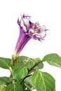 Datura stramonium flower and green leaves isolated on white background Royalty Free Stock Photo