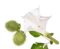 Datura stramonium Royalty Free Stock Photo